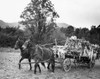 Farmer riding a horse cart in a tobacco field Poster Print - Item # VARSAL25512304