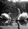 Close up of swans on lake Poster Print - Item # VARSAL255423223