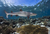 A whitetip reef shark (Triaenodon obesus) cruises a shallow reef, with Blacktip reef sharks (Carcharhinus melanopterus) seen in the background; Fiji PosterPrint - Item # VARDPI2424177