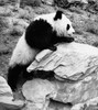 Panda climbing a rock Poster Print - Item # VARSAL9901283