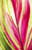 Close-Up Of A Ti Plant, Red And Green. PosterPrint - Item # VARDPI1974581