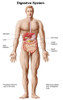 Anatomy of human digestive system, male representation Poster Print - Item # VARPSTSTK700920H