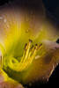 Close Up Of A Flower PosterPrint - Item # VARDPI1828326