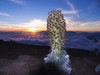 Hawaii, Maui, Haleakala, Silversword (Argyroxiphium Sandwicense) Sunset And Clouds In Background PosterPrint - Item # VARDPI1990702