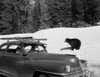 USA  Mount Rainier National Park  Paradise Valle   bear behind car Poster Print - Item # VARSAL255423827