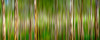 Scenic view of trees in a forest, Boranup Karri Forest, Western Australia, Australia Poster Print - Item # VARPPI169352