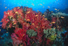 Colorful Reef Scene With Alcyonarian Coral, School Of Anthias PosterPrint - Item # VARDPI2000716