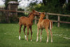 Thoroughbred Foal, Ireland PosterPrint - Item # VARDPI1812563