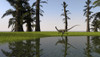 Coelophysis running through swampy water Poster Print - Item # VARPSTKVA600593P
