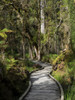 Path passing through forest, Te Wahipounamu, West Coast, South Island, New Zealand Poster Print - Item # VARPPI171326