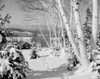 USA  footprints in snow and winter farm Poster Print - Item # VARSAL255424070