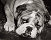 English Bulldog Poster Print - Item # VARSAL25518510A