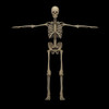 3D rendering of human skeletal system, front view Poster Print - Item # VARPSTSTK701176H