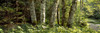 http://c328301.r1.cf1.rackcdn.com/PPI26181L.jpg