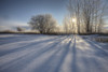 Sunlight Breaking Through Trees On Winter Afternoon, Alberta PosterPrint - Item # VARDPI2032655