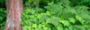 Cedar tree trunk and ferns in a forest, Kaslo, British Columbia, Canada Poster Print - Item # VARPPI166962