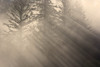 Morning Rays Shine Through The Mist And Spruce And Hemlock Trees Tongass National Forest Southeast Alaska Autumn PosterPrint - Item # VARDPI2160255