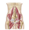 Anatomy of iliopsoa, often referred to as the dorsal hip muscles. These muscles are distinct in the abdomen Poster Print - Item # VARPSTSTK700588H