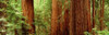 http://c328301.r1.cf1.rackcdn.com/PPI34995L.jpg