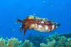 A broadclub cuttlefish, Fathers reef, Kimbe Bay, Papua New Guinea Poster Print - Item # VARPSTSJN400022U