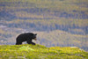 A Black Bear Foraging For Berries Near The Harding Icefield Trail At Exit Glacier, Kenai Fjords National Park, Seward, Southcentral Alaska, Autumn PosterPrint - Item # VARDPI2160832