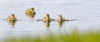 Inquisitive ducklings; Baie-du-Febvre, Quebec, Canada PosterPrint - Item # VARDPI12305423