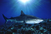 Hawaii, Tiger Shark Over Reef, Sunburst (Galeocerdo Cuvier) PosterPrint
