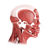 Medical illustration of male facial muscles, side view Poster Print - Item # VARPSTSTK700343H