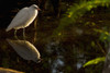Snowy Egret, Florida. PosterPrint - Item # VARDPI2037346