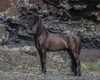 Icelandic Black Stallion  Iceland Poster Print by Panoramic Images (15 x 12) - Item # PPI158734