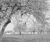 USA  Pennsylvania  Lancaster County  apple blossom time on farm Poster Print - Item # VARSAL255424725