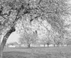 USA  Pennsylvania  Lancaster County  apple blossom time on farm Poster Print - Item # VARSAL255424725