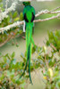 Close-up of a Resplendent Quetzal (Pharomachrus mocinno) perching on a branch  Savegre  Costa Rica Poster Print by Panoramic Images (24 x 36) - Item # PPI119474