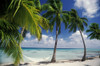 French Polynesia, Tuamotu Islands, Tikehau Atoll, Palm Trees Across Beach PosterPrint - Item # VARDPI1995977