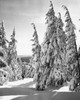Trees on a snow covered landscape  Mount Hood  Oregon  USA Poster Print - Item # VARSAL25520162
