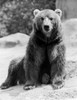 USA  New York State  New York City  Brown bear at Zoo Poster Print - Item # VARSAL255424165