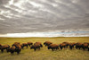 Bison Grazing, Saskatchewan, Canada PosterPrint - Item # VARDPI2062520
