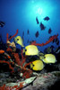 Hawaii, Butterflyfish, Coral, False Moorish Idols, Backlit Fish By Sunburst A83E PosterPrint - Item # VARDPI1998032
