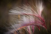 Macro Of Pink Grass In The Maclaren River Valley, Southcentral Alaska, Autumn PosterPrint - Item # VARDPI2139416