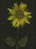 Sunflower PosterPrint - Item # VARDPI1792911