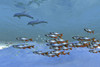 Schools of fish swim in the blue ocean Poster Print - Item # VARPSTCFR300071U