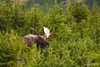 A Bull Moose In Rut Standing In A Wooded Area Near Powerline Pass In Chugach State Park, Anchorage, Southcentral Alaska, Autumn PosterPrint - Item # VARDPI2167399