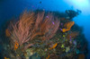 Red whip fan coral with diver and purple athias, Kimbe Bay, Papua New Guinea Poster Print - Item # VARPSTSJN400086U