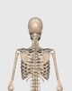 Rear view of human skeletal system showing upper back Poster Print - Item # VARPSTSTK701151H