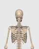 Rear view of human skeletal system showing upper back Poster Print - Item # VARPSTSTK701151H