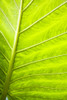 Close-Up Of A Leaf PosterPrint - Item # VARDPI1799091
