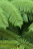 Hawaii, Close-Up Detail Of Hapuu Ferns On Plant, Environment A24D PosterPrint - Item # VARDPI1997358