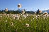 Alaska Cotton Grass In The Mendenhall Wetlands, Juneau, Southeast Alaska, Summer PosterPrint - Item # VARDPI2160478