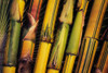 Hawaii, Maui, Closeup Of Bamboo Stalks. PosterPrint - Item # VARDPI1978715