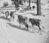 USA  Vermont  Windsor County  Sharon  cows on way to barn Poster Print - Item # VARSAL255423552